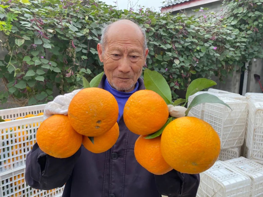 甜蜜助力！29.9/箱！新鲜爱媛果冻橙，果肉嫩滑，颗颗香甜爆汁！果农二十年如一日，苦心种植，邀请品尝~