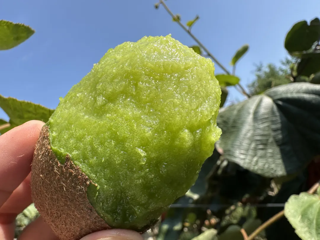最后10天！好着急！超100万斤陕西猕猴桃成熟待销，香甜多汁，秦岭山下果农辛勤种植，邀您一起助力！