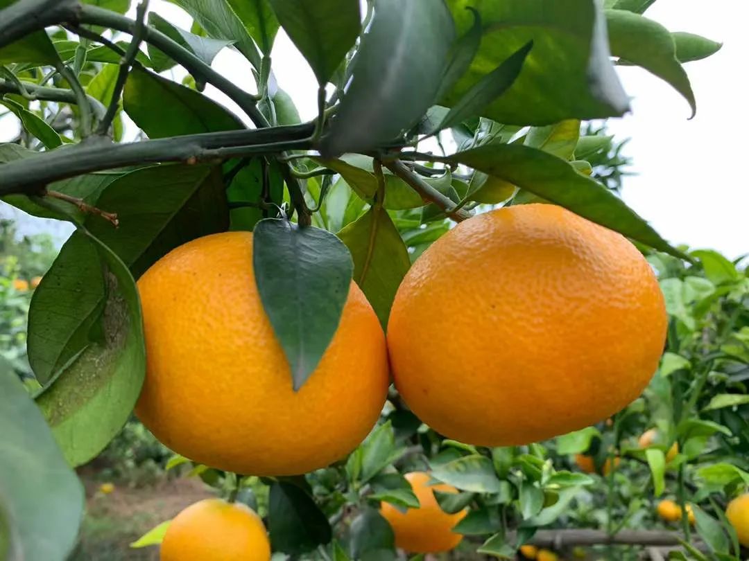 甜蜜助力！29.9/箱！新鲜爱媛果冻橙，果肉嫩滑，颗颗香甜爆汁！果农二十年如一日，苦心种植，邀请品尝~