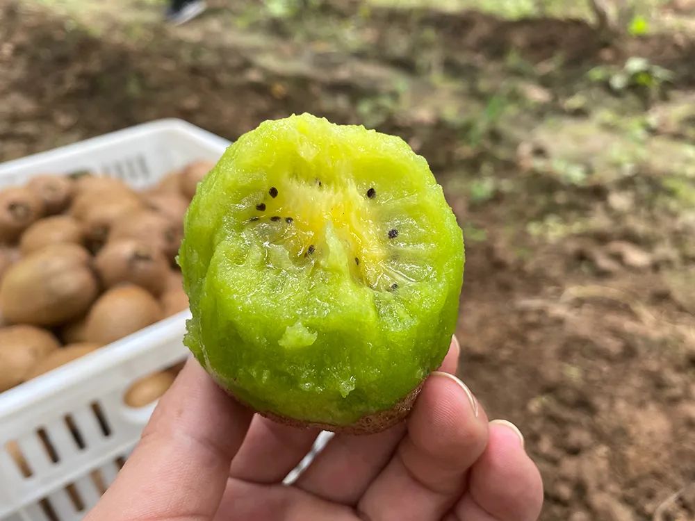 最后10天！好着急！超100万斤陕西猕猴桃成熟待销，香甜多汁，秦岭山下果农辛勤种植，邀您一起助力！