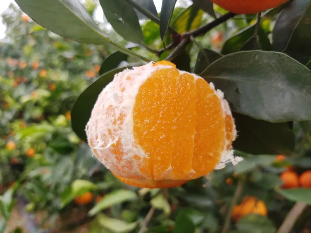 甜蜜广西！新鲜武鸣沃柑25.9/箱，快递包邮！传统匠心种植！一口清甜爆汁~