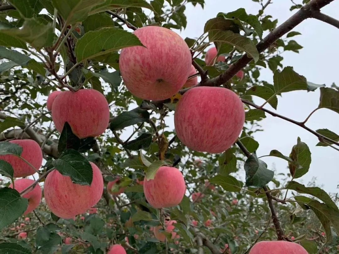 【烟台栖霞苹果25.9/箱】脆甜多汁！老农对生态种植的坚守！