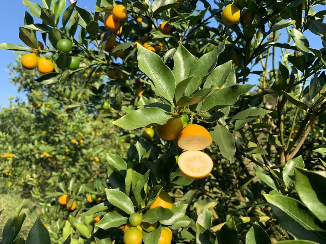 地标水果！『融安脆皮金桔19.9包邮』纯甜不涩口！外脆里嫩，带皮直接吃，鲜滑香甜正当时！重新定义你记忆中的金桔味道！