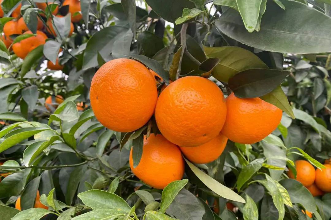 甜蜜广西！新鲜武鸣沃柑25.9/箱，快递包邮！传统匠心种植！一口清甜爆汁~