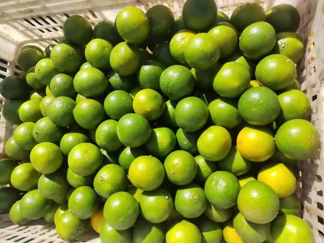 到季节就念念不忘这一口！广西大山里的【皇帝柑19.9/箱包邮】一口爆汁、纯甜无酸的秋冬补水佳品！