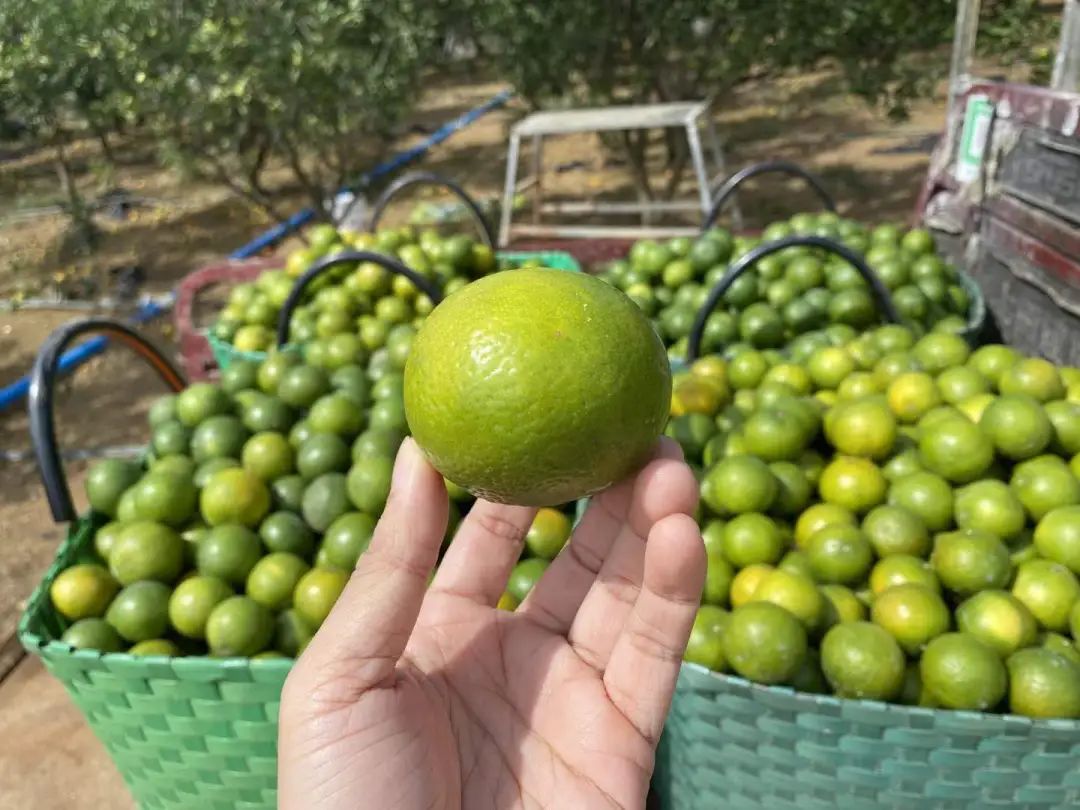 到季节就念念不忘这一口！广西大山里的【皇帝柑19.9/箱包邮】一口爆汁、纯甜无酸的秋冬补水佳品！