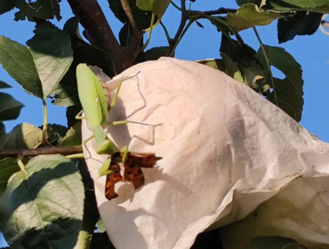 【烟台栖霞苹果25.9/箱】脆甜多汁！老农对生态种植的坚守！