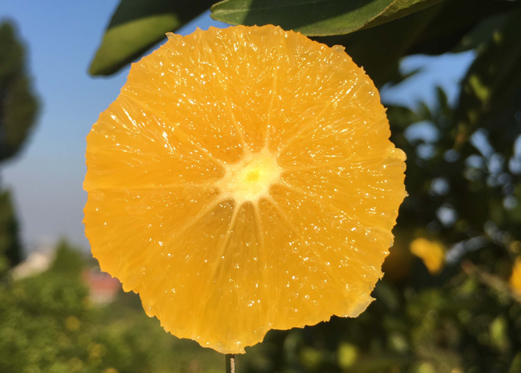 甜度飙升！湖南的活名片！麻阳锦蜜甜橙29.9/9斤箱包邮！果农肩挑背扛出深山，邀您一起助力！