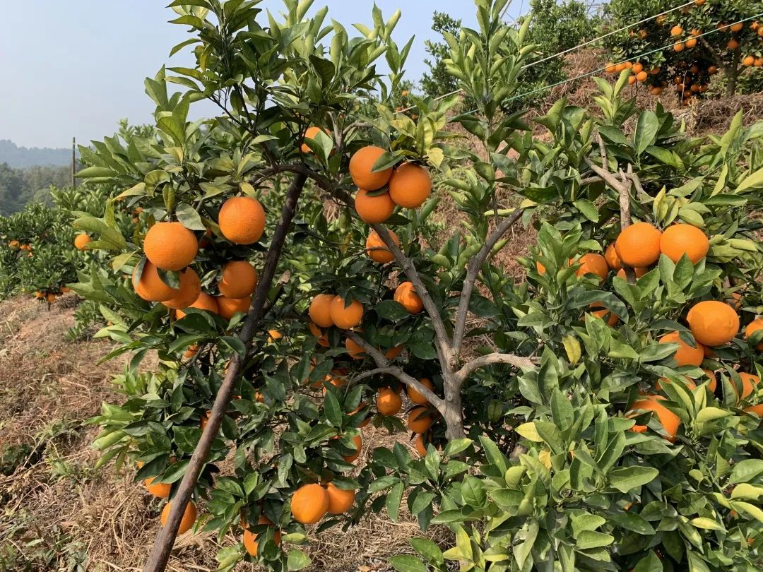 超好吃！『赣南脐橙29.9/10斤』成熟上市！来自核心产区的地理标志名果，果农坚持无公害健康种植！