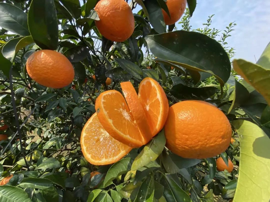 甜蜜广西！新鲜武鸣沃柑25.9/箱，快递包邮！传统匠心种植！一口清甜爆汁~