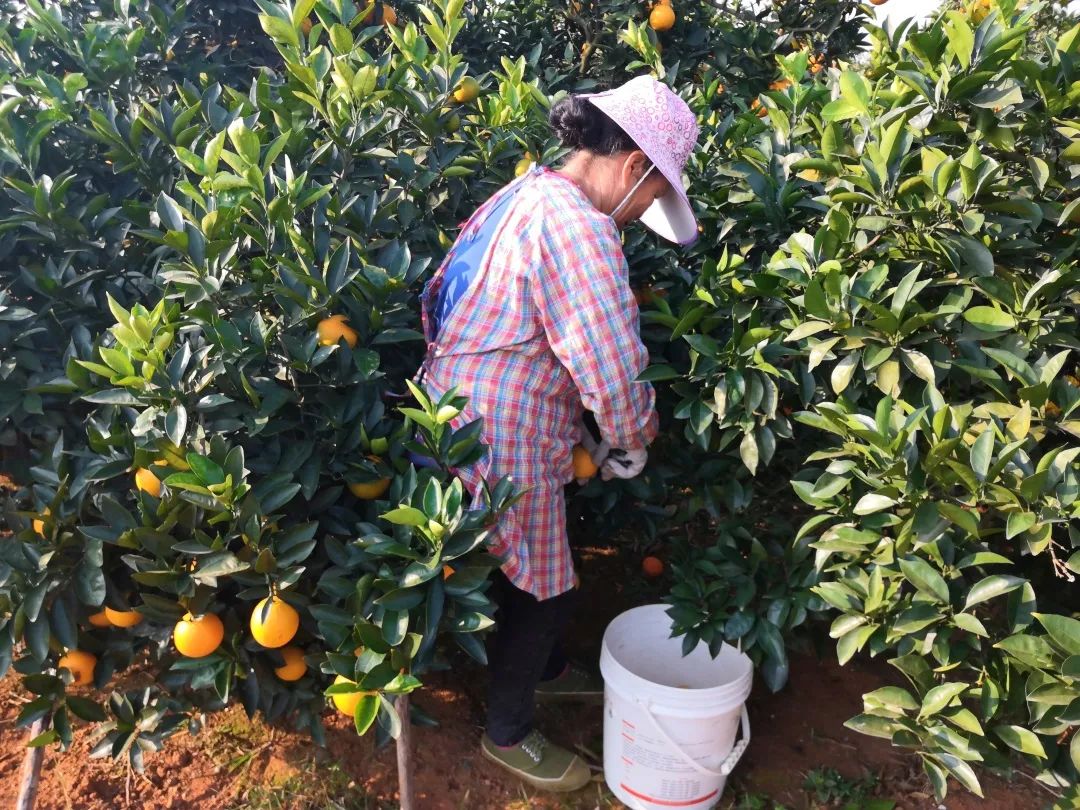 超好吃！『赣南脐橙29.9/10斤』成熟上市！来自核心产区的地理标志名果，果农坚持无公害健康种植！