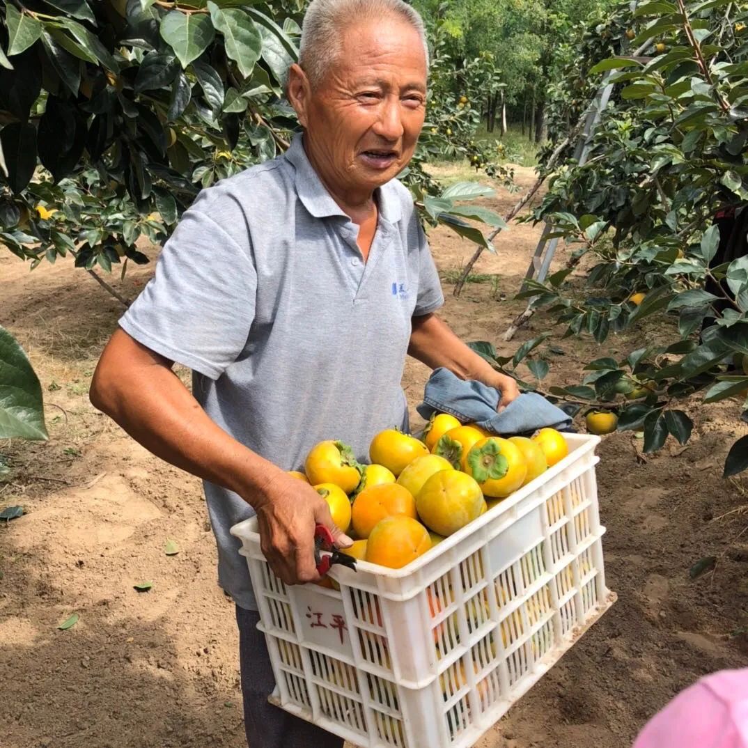 脆甜不涩口！19.9/箱『陕西阳丰冰糖脆柿』肉厚无核，果香四溢，一款“吃硬不吃软”的柿子！