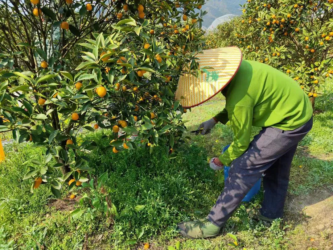 地标水果！『融安脆皮金桔19.9包邮』纯甜不涩口！外脆里嫩，带皮直接吃，鲜滑香甜正当时！重新定义你记忆中的金桔味道！