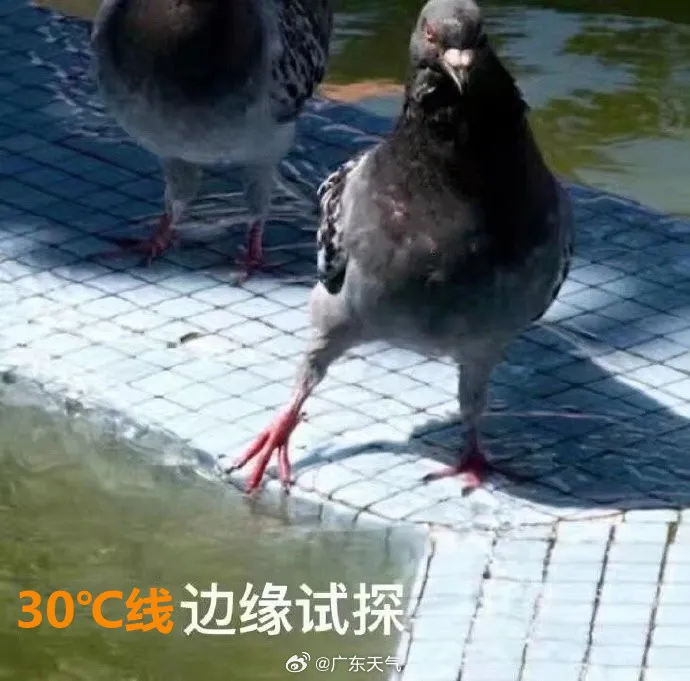 骤降5-7℃！强冷空气下周杀到！东莞人：“准备入秋”？