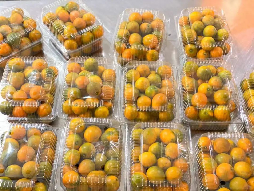 地标水果！『融安脆皮金桔19.9包邮』纯甜不涩口！外脆里嫩，带皮直接吃，鲜滑香甜正当时！重新定义你记忆中的金桔味道！
