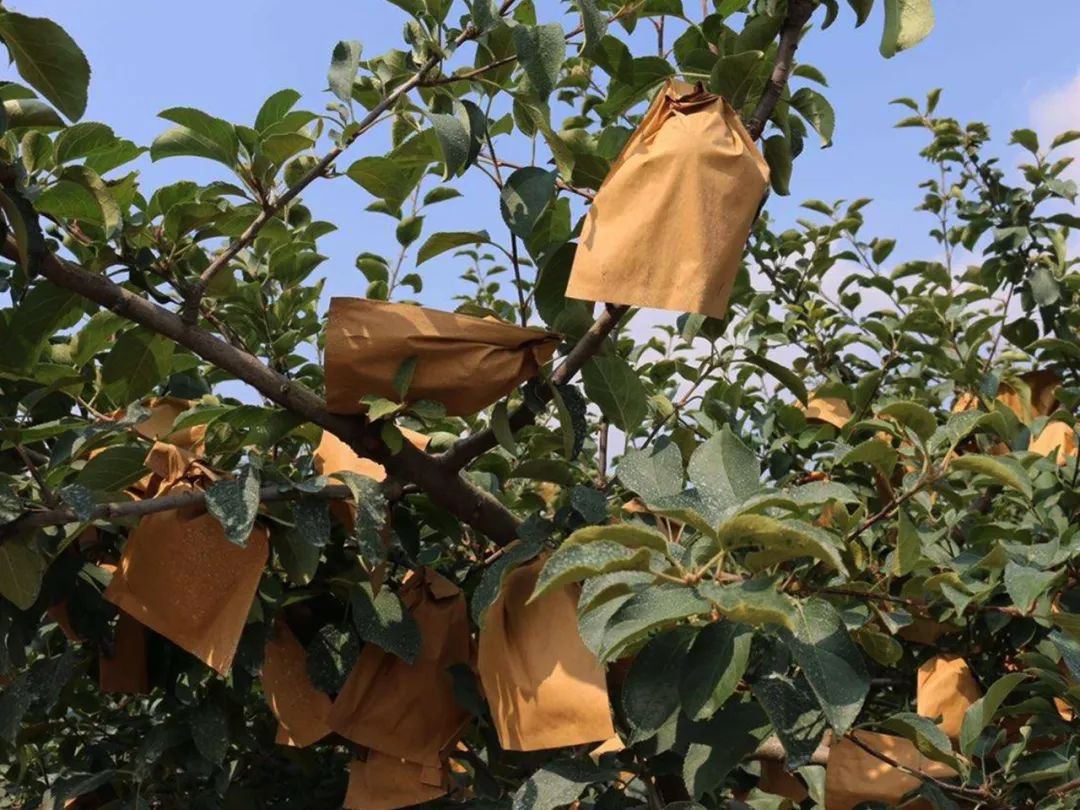 【烟台栖霞苹果25.9/箱】脆甜多汁！老农对生态种植的坚守！