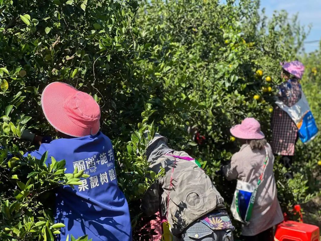 到季节就念念不忘这一口！广西大山里的【皇帝柑19.9/箱包邮】一口爆汁、纯甜无酸的秋冬补水佳品！