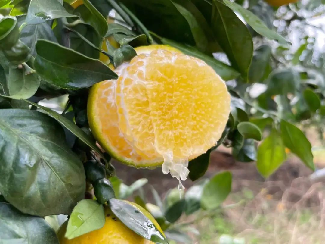 到季节就念念不忘这一口！广西大山里的【皇帝柑19.9/箱包邮】一口爆汁、纯甜无酸的秋冬补水佳品！