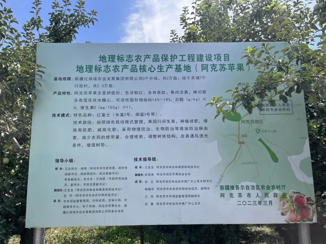 刚下树！天山脚下，新疆阿克苏甜苹果熟啦！3次霜冻洗礼，来自北纬41°的甜蜜~
