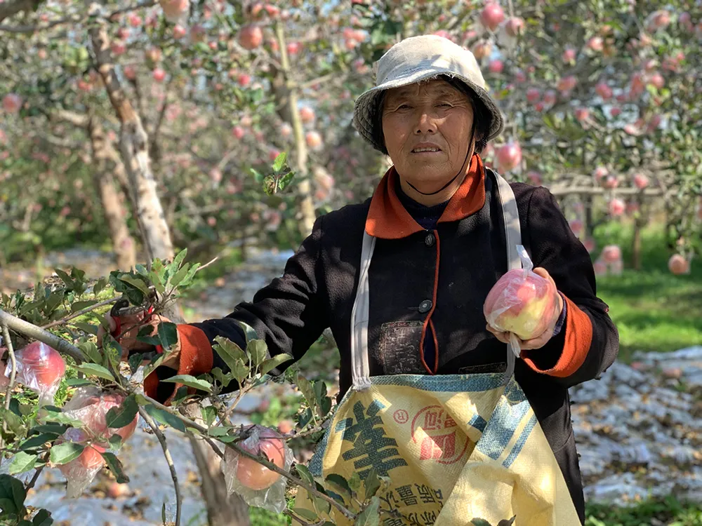 陕西红富士下树！5.9元一斤，真正的苹果界的扛把子！不打蜡，果香浓郁，脆甜多汁！