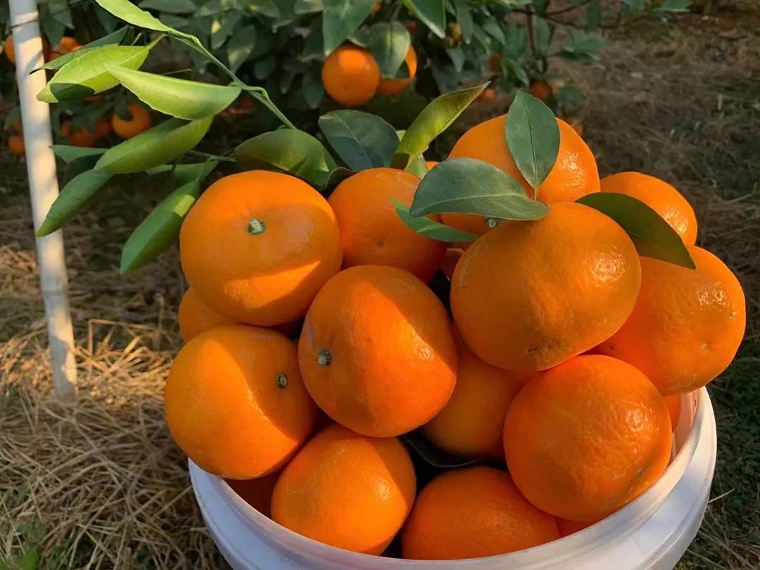 甜蜜广西！新鲜武鸣沃柑25.9/箱，快递包邮！传统匠心种植！一口清甜爆汁~