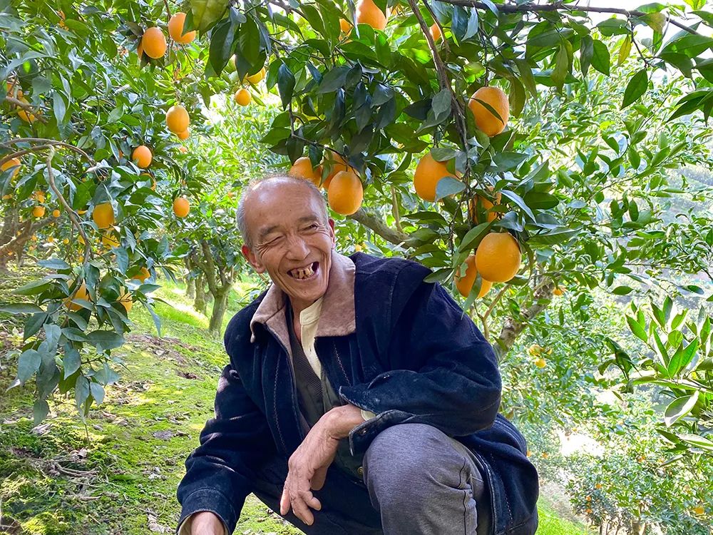 特价！26.9元/箱包邮！九月红手剥橙爆汁鲜甜！山路陡峭蜿蜒，果农艰难背出山，超嫩果肉，橙中稀品！