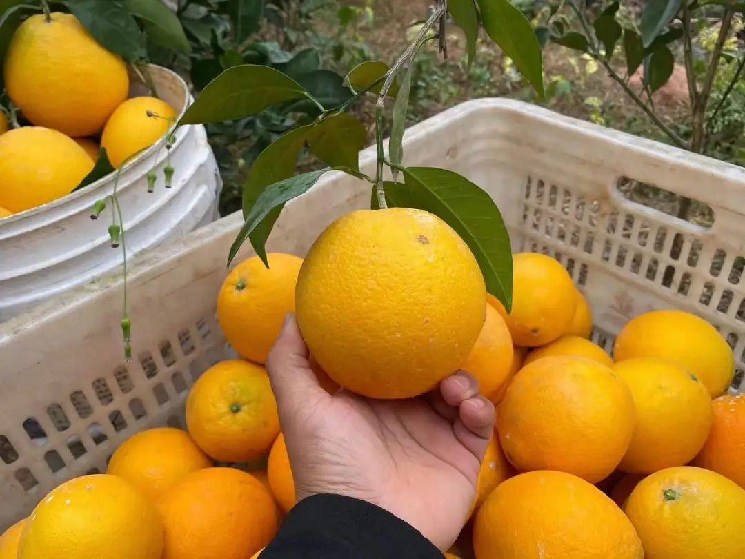 超好吃！『赣南脐橙29.9/10斤』成熟上市！来自核心产区的地理标志名果，果农坚持无公害健康种植！