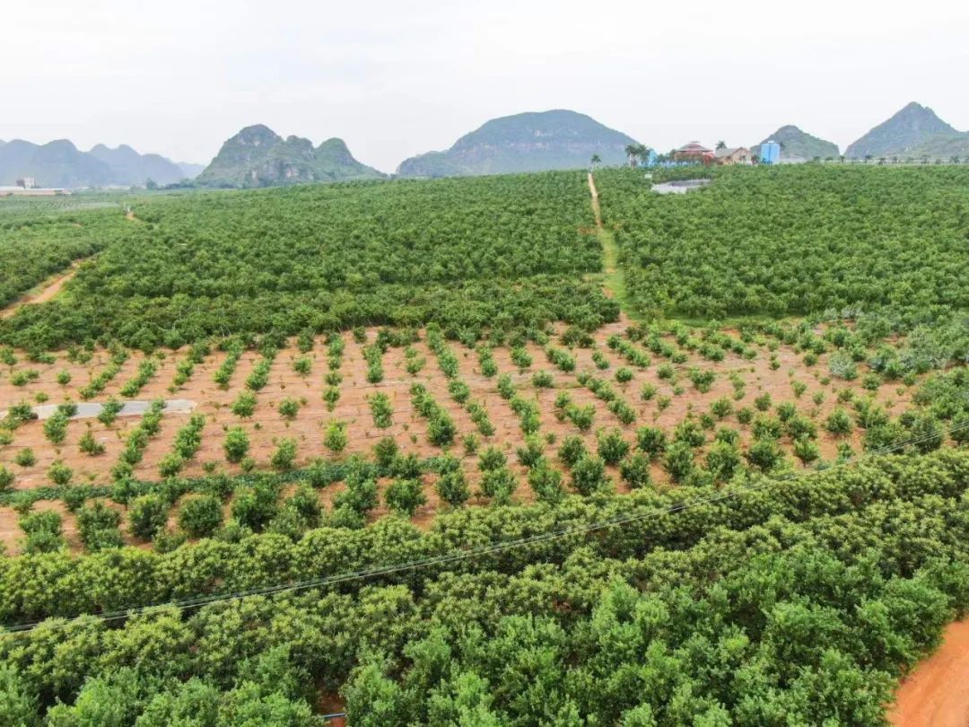 到季节就念念不忘这一口！广西大山里的【皇帝柑19.9/箱包邮】一口爆汁、纯甜无酸的秋冬补水佳品！