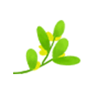 爆甜！这山西『蜂蜜梨』可太棒了！酥脆多汁，自带蜂糖般的回甘！39.9/9斤包邮！酥脆多汁！
