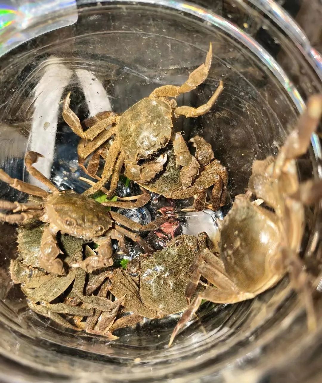 奇观！最近好多东莞人顶着寒风守在东江边？
