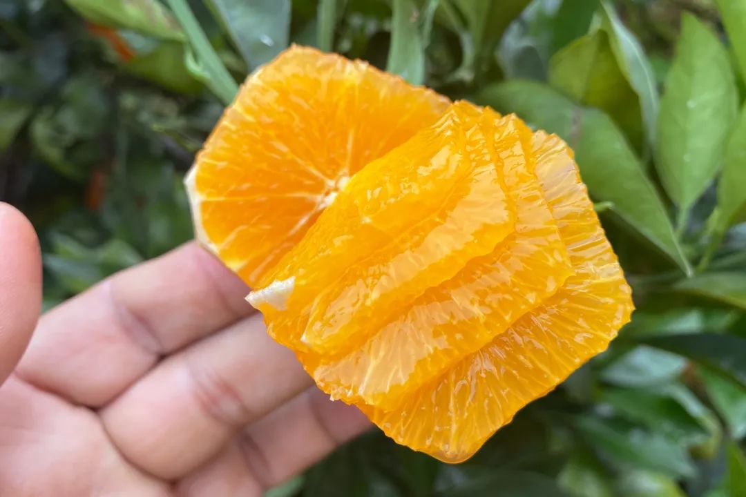 超好吃！『赣南脐橙29.9/10斤』成熟上市！来自核心产区的地理标志名果，果农坚持无公害健康种植！