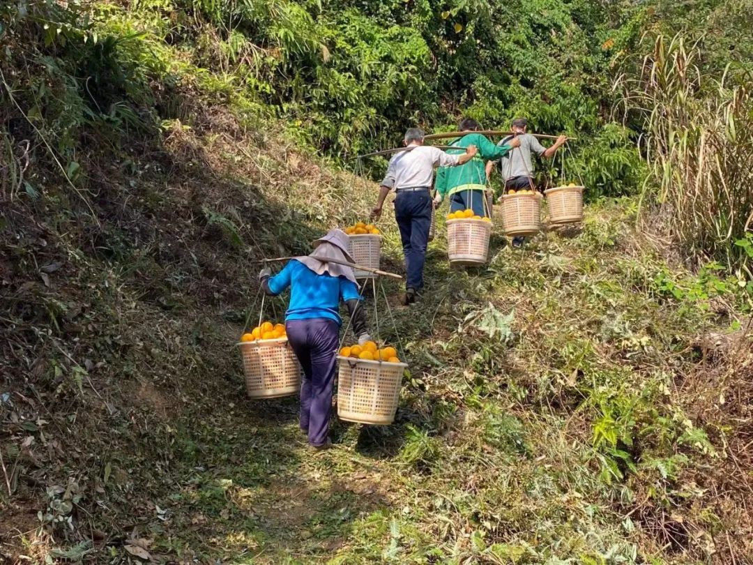 超好吃！『赣南脐橙29.9/10斤』成熟上市！来自核心产区的地理标志名果，果农坚持无公害健康种植！