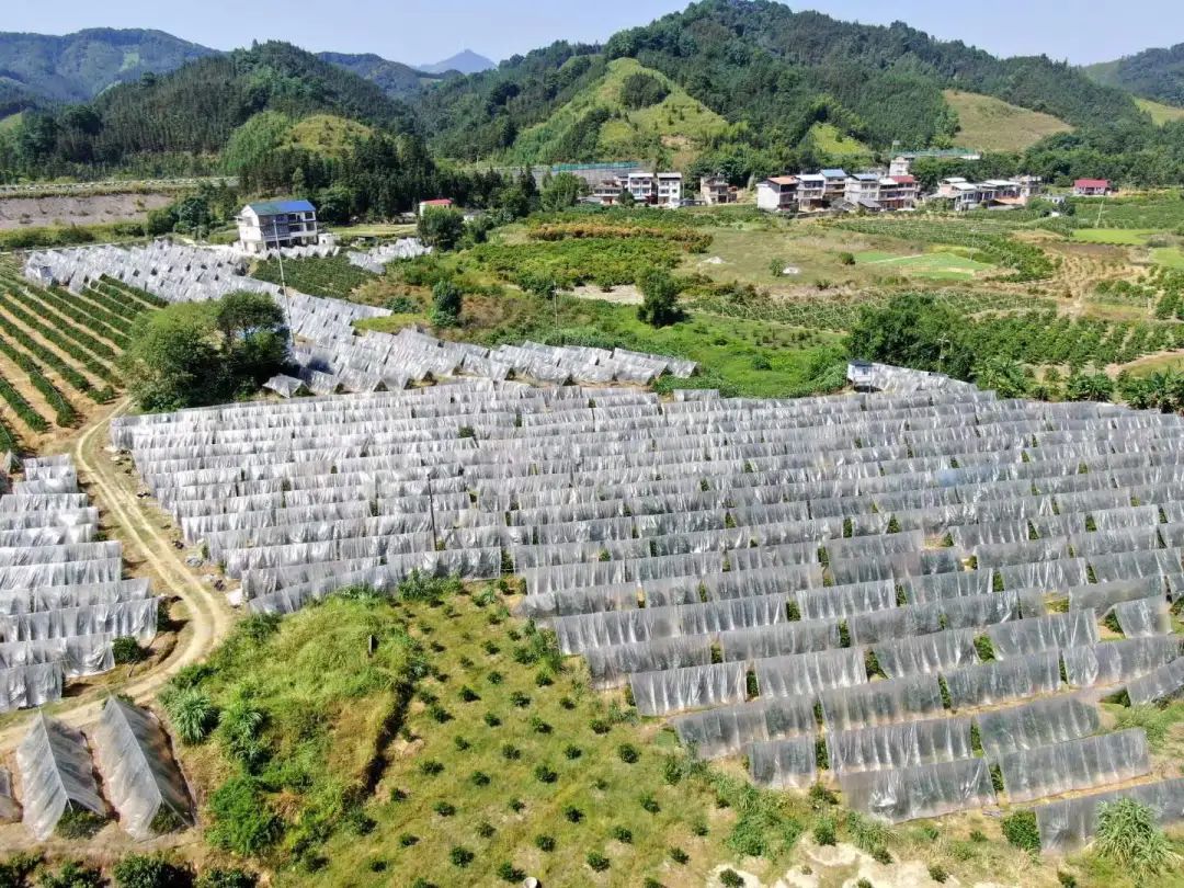 地标水果！『融安脆皮金桔19.9包邮』纯甜不涩口！外脆里嫩，带皮直接吃，鲜滑香甜正当时！重新定义你记忆中的金桔味道！