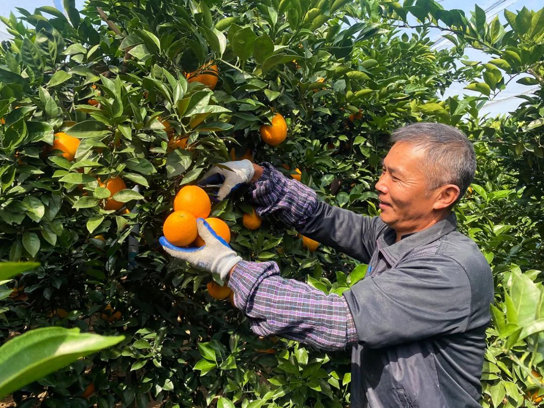 超好吃！『赣南脐橙29.9/10斤』成熟上市！来自核心产区的地理标志名果，果农坚持无公害健康种植！