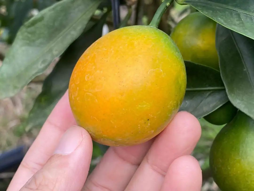 地标水果！『融安脆皮金桔19.9包邮』纯甜不涩口！外脆里嫩，带皮直接吃，鲜滑香甜正当时！重新定义你记忆中的金桔味道！