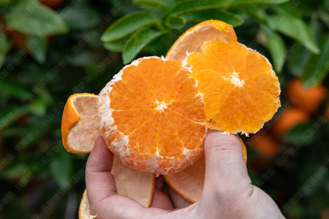 甜蜜广西！新鲜武鸣沃柑25.9/箱，快递包邮！传统匠心种植！一口清甜爆汁~