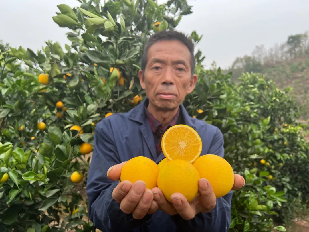 甜度飙升！湖南的活名片！麻阳锦蜜甜橙29.9/9斤箱包邮！果农肩挑背扛出深山，邀您一起助力！