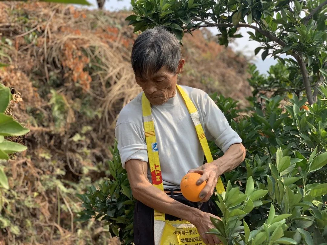 超好吃！『赣南脐橙29.9/10斤』成熟上市！来自核心产区的地理标志名果，果农坚持无公害健康种植！