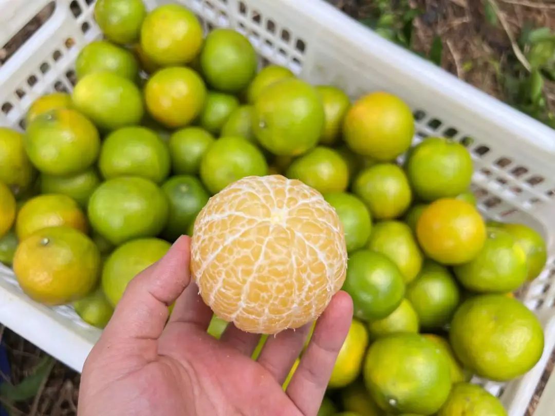 到季节就念念不忘这一口！广西大山里的【皇帝柑19.9/箱包邮】一口爆汁、纯甜无酸的秋冬补水佳品！