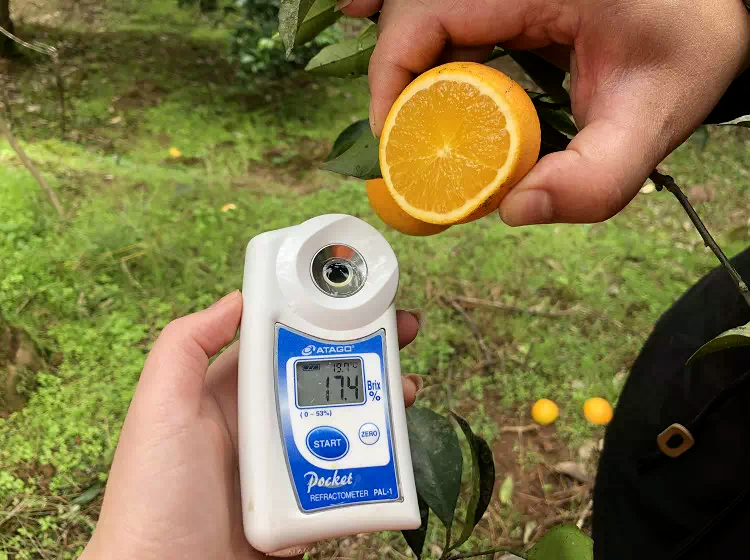 甜度飙升！湖南的活名片！麻阳锦蜜甜橙29.9/9斤箱包邮！果农肩挑背扛出深山，邀您一起助力！
