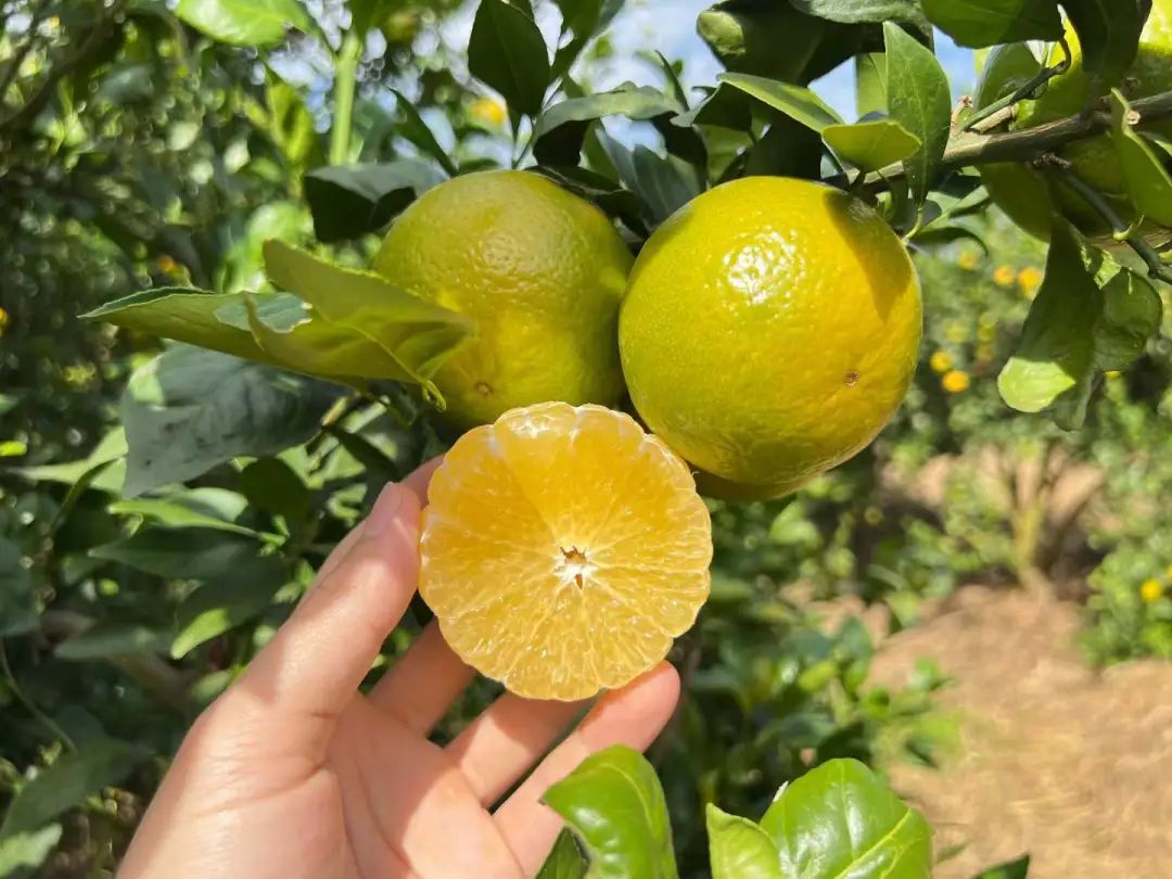 到季节就念念不忘这一口！广西大山里的【皇帝柑19.9/箱包邮】一口爆汁、纯甜无酸的秋冬补水佳品！