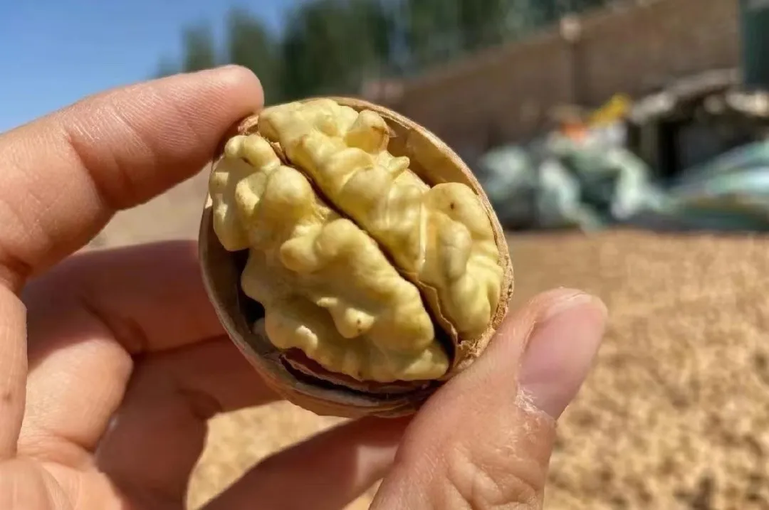 024年秋季新货！一捏“爆”肉！好吃的新疆185纸皮核桃，酥脆香甜，咔嚓咔嚓太上头！"