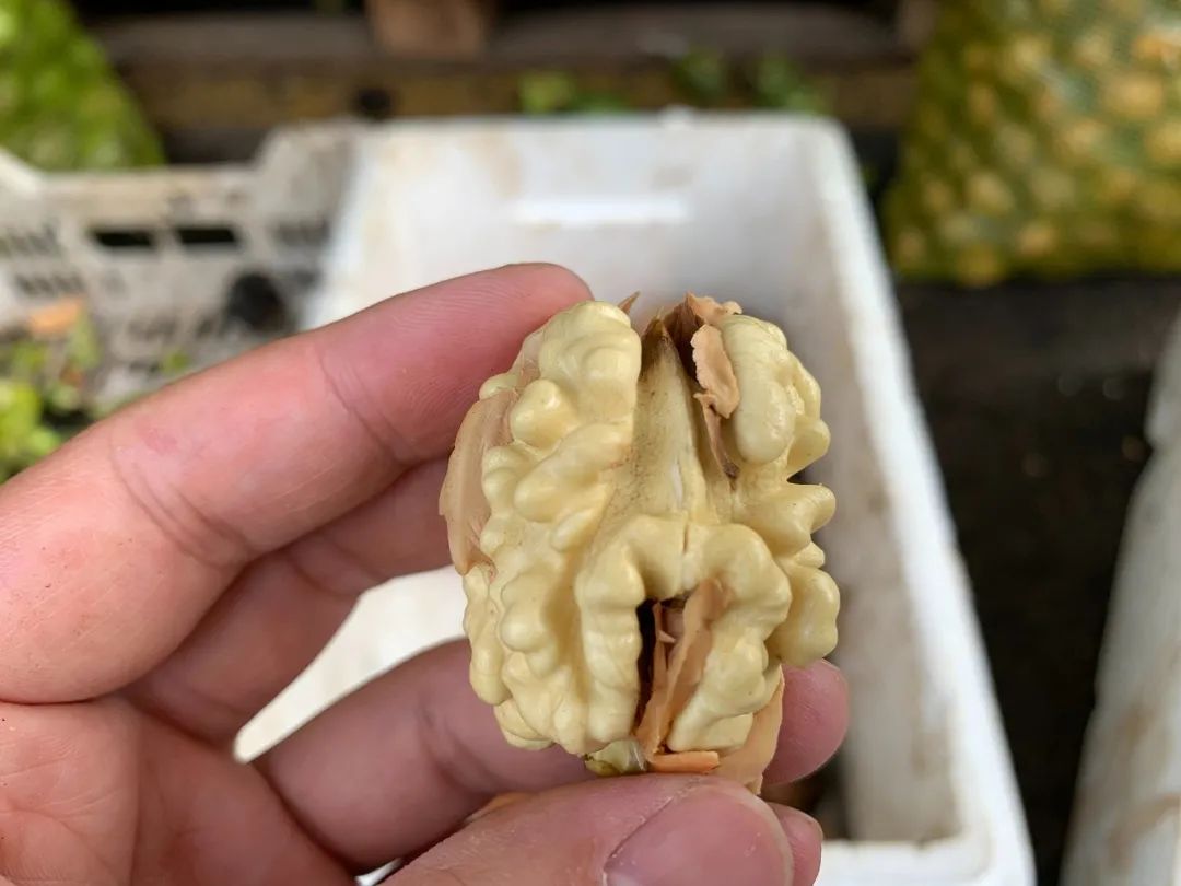 024年秋季新货！一捏“爆”肉！好吃的新疆185纸皮核桃，酥脆香甜，咔嚓咔嚓太上头！"