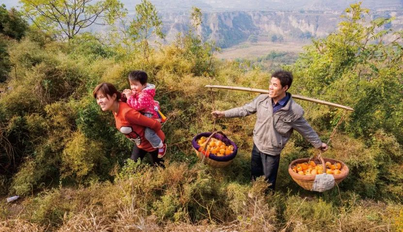 上市！19.9/箱！只有富平核心产区，才能出这样软糯香甜、肉厚满霜的柿饼！