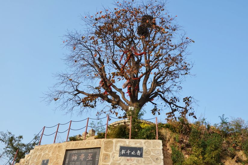 上市！19.9/箱！只有富平核心产区，才能出这样软糯香甜、肉厚满霜的柿饼！