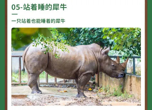 留莞也好玩！东莞香市动物园「亲子票」优惠限时返场！