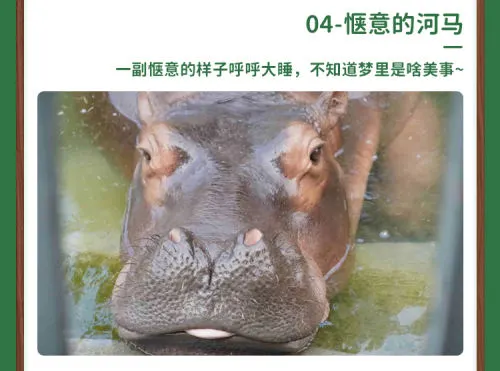 留莞也好玩！东莞香市动物园「亲子票」优惠限时返场！