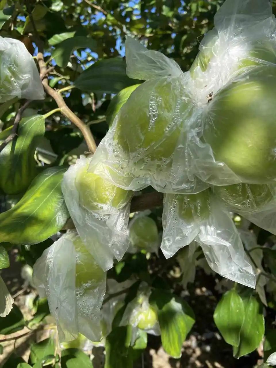 这枣真的绝！当季「贵妃蜜枣」29.9/箱！轻咬飚汁，比蜜梨多汁，比苹果爽脆！