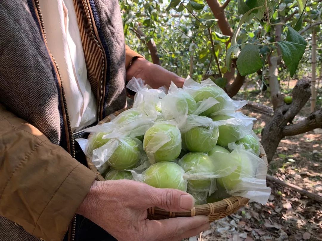 这枣真的绝！当季「贵妃蜜枣」29.9/箱！轻咬飚汁，比蜜梨多汁，比苹果爽脆！