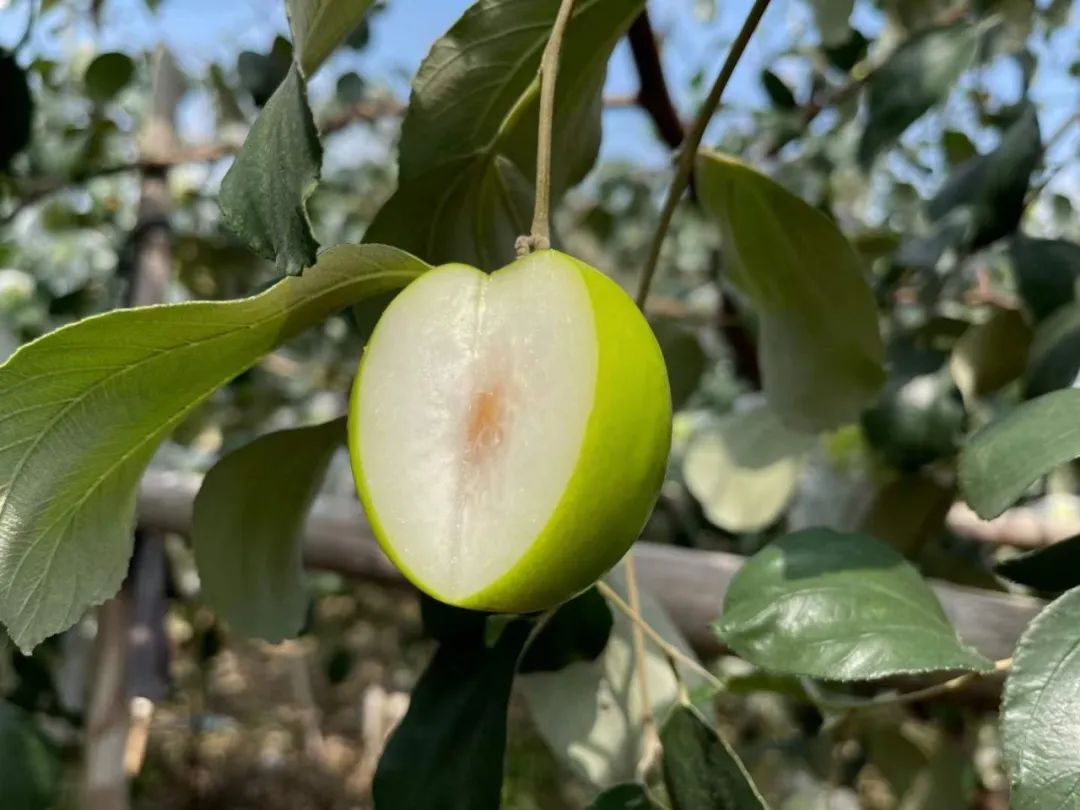 这枣真的绝！当季「贵妃蜜枣」29.9/箱！轻咬飚汁，比蜜梨多汁，比苹果爽脆！